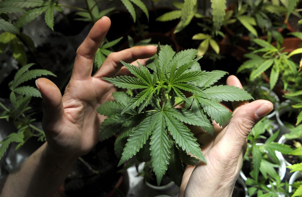 34423644_file_-_in_this_nov_14_2012_file_photo_a_marijuana_grower_shows_plants_he_is_cultivating_wit